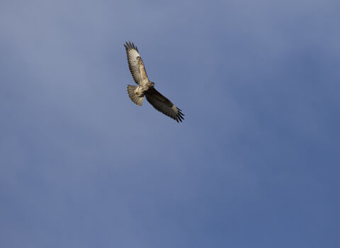 Common buzzard in flight