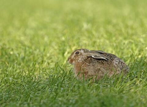 Brown hare sitting