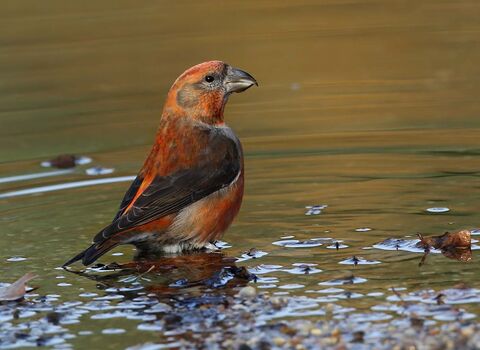 Crossbill