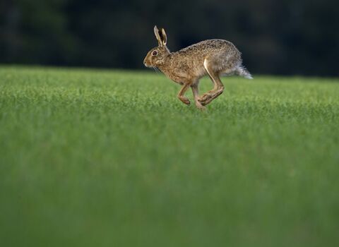Running brown hare