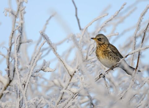 Fieldfare