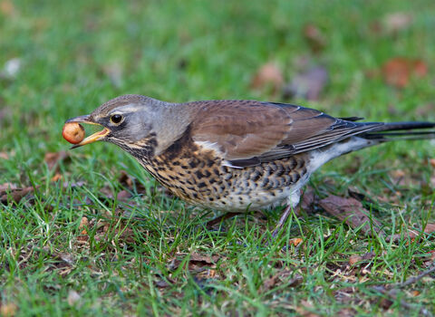 Fieldfare