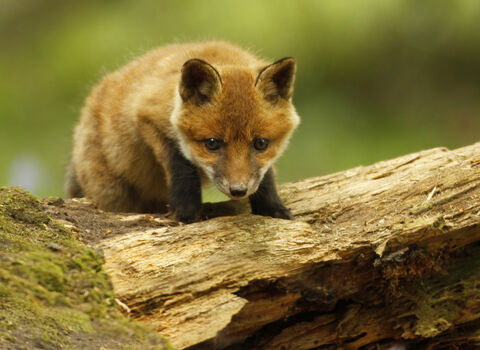 Red fox cub