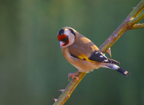 Goldfinch