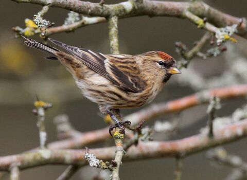 Redpoll | Tees Valley Wildlife Trust