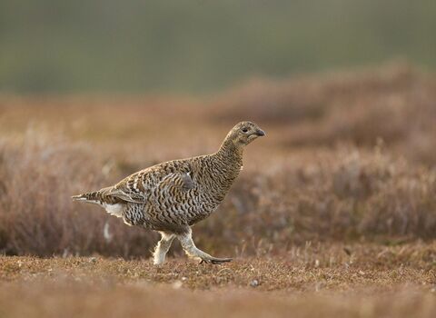 Female black grouse