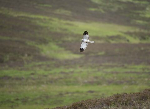 Male hen harrier