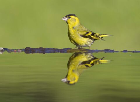 Siskin 