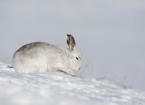 Mountain hare