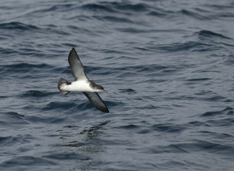 Manx Shearwater