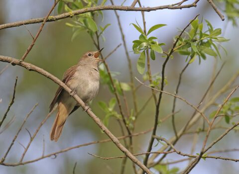Nightingale
