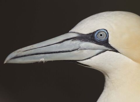 Gannet 