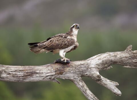 Osprey perched with fish