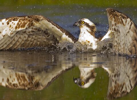 Osprey diving for fish
