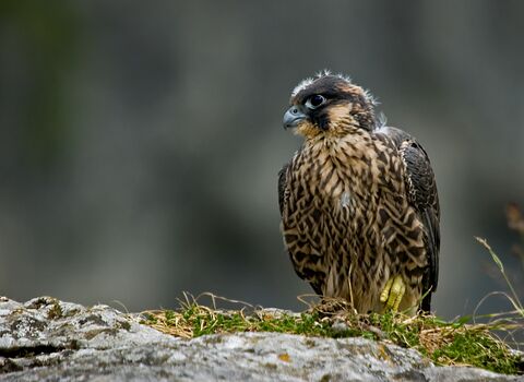 Juvenile peregrine falcon