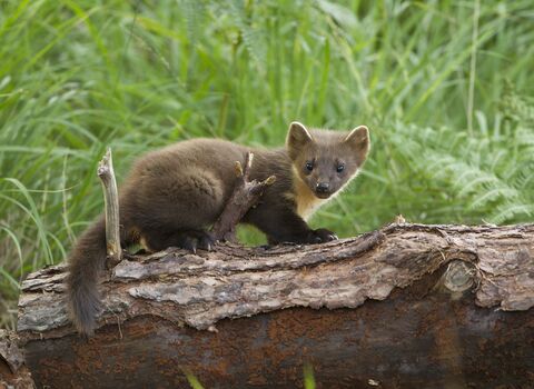 Pine marten