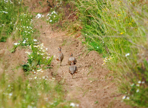 A covey of red-legged partridges running along the edge of a track