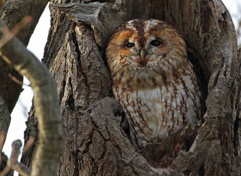 Tawny owl