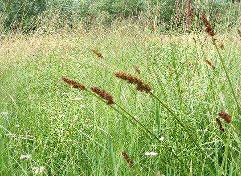 True Fox-sedge