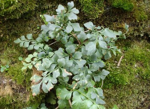 Wall-rue