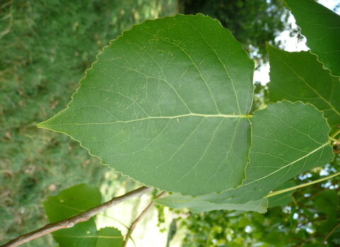 Hybrid Black Poplar