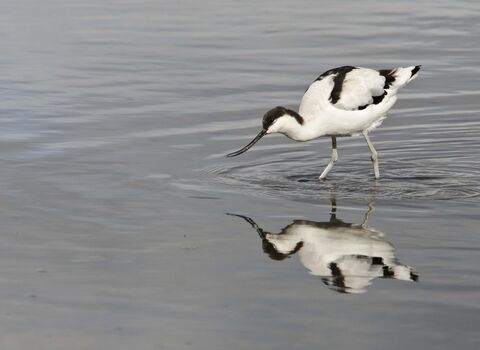 Avocet