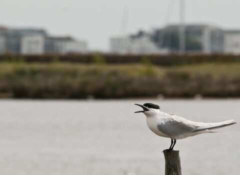 Sandwich Tern