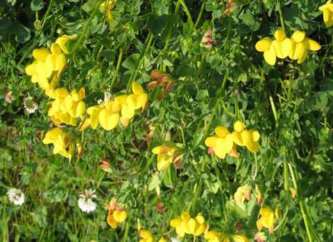 Common Bird's-foot-trefoil