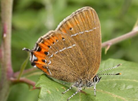 Black hairstreak butterfly