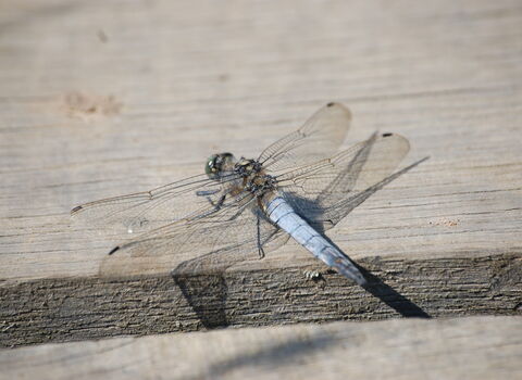 Black-tailed Skimmer male