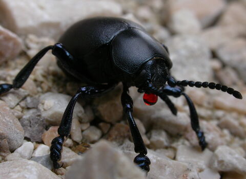 Bloody-nosed Beetle