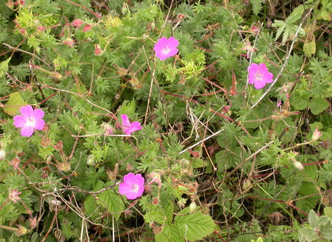 Bloody Crane's-bill