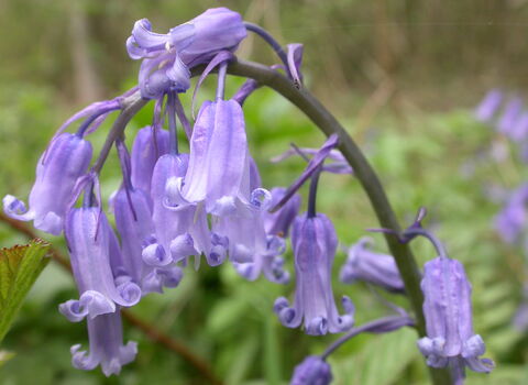 Bluebell