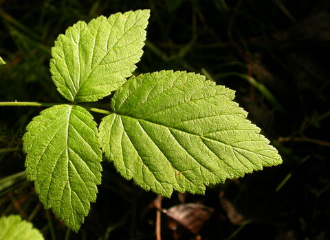 Bramble