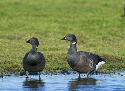 Two dark-bellied brent geese standing in a pool of water