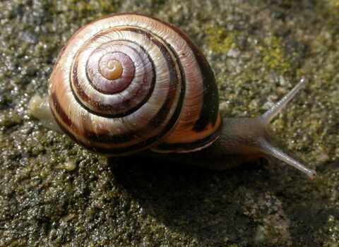 Brown-lipped Snail