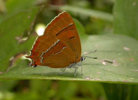 Brown hairstreak butterfly