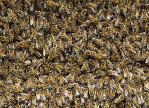 Honey Bee