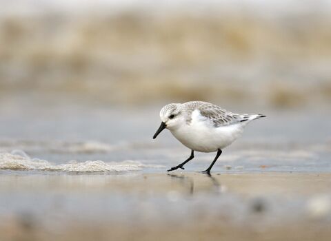 Sanderling
