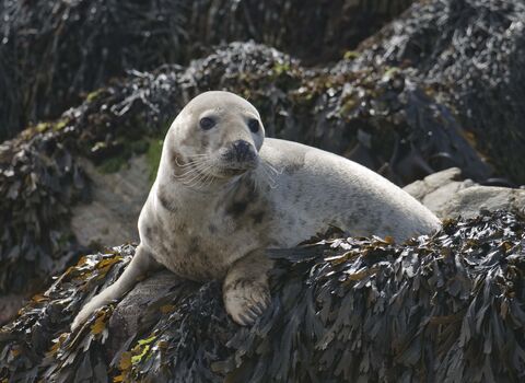 Grey Seal