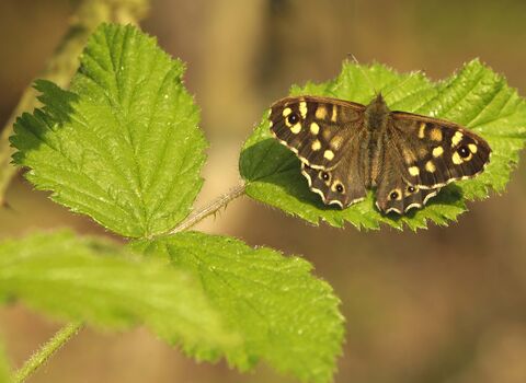 Speckled Wood