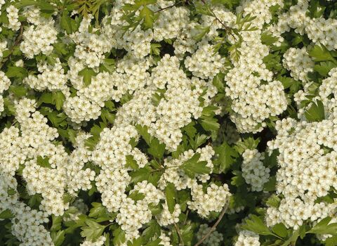 Common Hawthorn