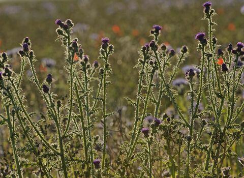 Spear Thistle