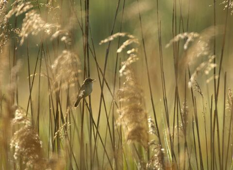 Sedge Warbler in Common Reed