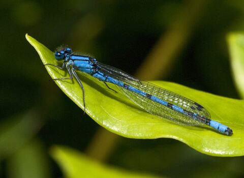 A common blue damselfly resting on a leaf. It's a long, slender black and blue insect
