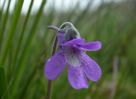 Common Butterwort
