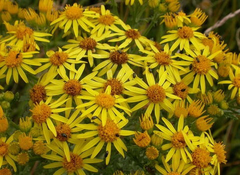 Common Ragwort