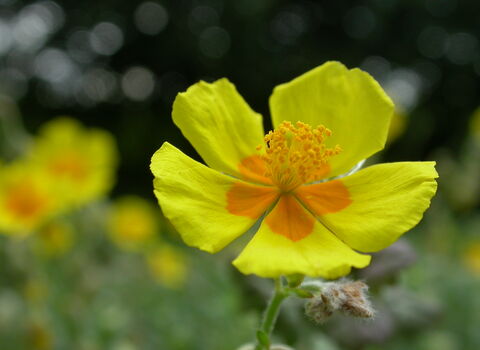 Common Rock-rose