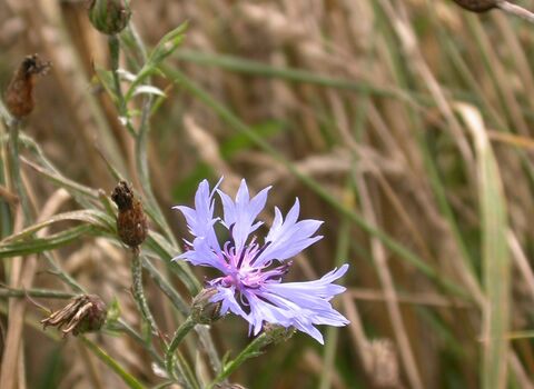 Cornflower