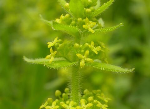 Crosswort